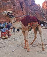 Wer möchte mal reiten? 