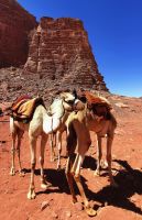 Kamele im Wadi Rum