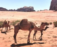 Kamelstute mit Fohlen im Wadi Rum