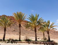 Dattelpalmen im Wadi Rum