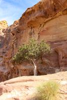 210 – Petra