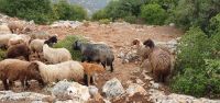 die nächste Ziegenherde im Naturreservat Ajloun
