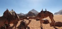 Kamele im Wadi Rum warten auf Kundschaft