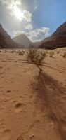 Wadi Rum