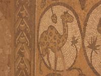 Petra - Schöne Kamelgiraffe