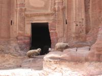 Petra - auch Schafe wissen wo es schön ist