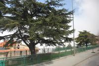 IMG_7984_Zeder Nummer 1 &ndash; &copy; Alice Teipelke (Eberhardt TRAVEL)