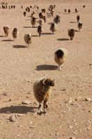 IMG_8291_Schafherde in der Syrischen Wüste &ndash; &copy; Alice Teipelke (Eberhardt TRAVEL)