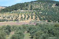 IMG_8590_Landschaft im Norden von Amman &ndash; &copy; Alice Teipelke (Eberhardt TRAVEL)