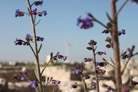 IMG_8668_Auf dem Zitadellenhügel Amman &ndash; &copy; Alice Teipelke (Eberhardt TRAVEL)