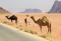 242 – Wadi Rum