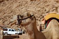 250 – Wadi Rum
