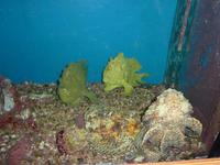 Steinfische im Aquarium in Aqaba