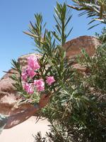 Oleander in Petra