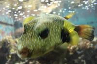 Aquarium in Akaba: Kugelfisch