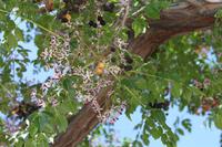 Rätselhafter Baum in Jerash
