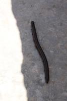 Besuch vom Tausendfüßler