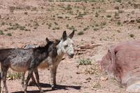 Einheimische in Petra