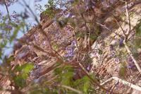 Mimosenbaum in Petra