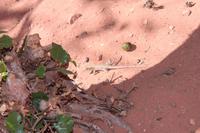 Einheimische im Wadi Rum