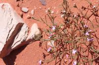 Wüstenblüme Wadi Rum