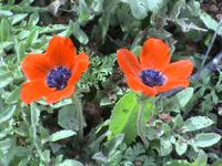 Ein letzter Blick auf die bunte Wiese...