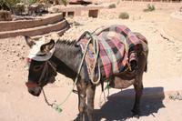 0159 Impressionen aus Petra