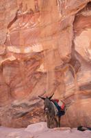 0185 Impressionen aus Petra