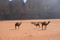 0195 Wadi Rum