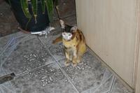 0243 jordanische Katze