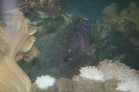 0256 im Aquarium in Aqaba