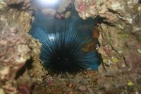 0257 im Aquarium in Aqaba