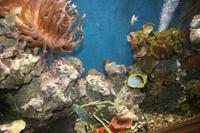 0260 im Aquarium in Aqaba