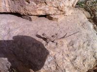 er fühlt sich auf den warmen Steinen wohl