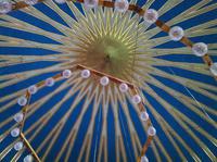 die große Kuppel der Moschee