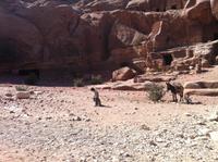 in der Felsenstadt Petra