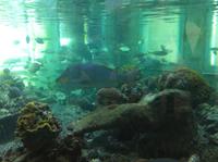 im Aquarium von Aqaba