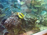 die Tierwelt des Roten Meeres