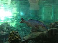 die Tierwelt des Roten Meeres