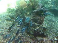 die Tierwelt des Roten Meeres