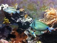 die Tierwelt des Roten Meeres