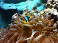 die Tierwelt des Roten Meeres