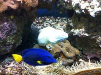 die Tierwelt des Roten Meeres