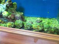 die Tierwelt des Roten Meeres