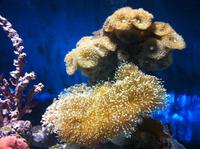 die Tierwelt des Roten Meeres