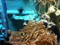 die Tierwelt des Roten Meeres