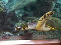 die Tierwelt des Roten Meeres