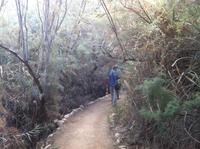 im jordanischen Dschungel