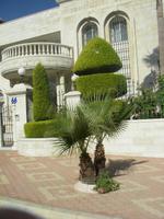 Bäume im Villenviertel von Amman