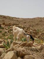 Ziege in Petra